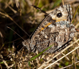 Картинка животные бабочки бабочка