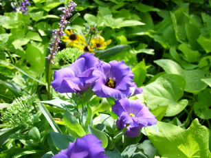 Картинка цветы эустома кусты