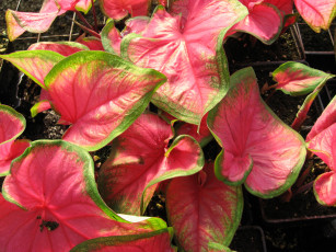 Картинка цветы колеусы каладиумы каладиум