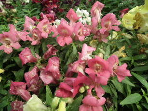 Картинка цветы львиный зев