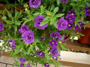 Картинка цветы петунии калибрахоа