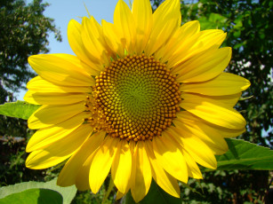 Картинка цветы подсолнухи