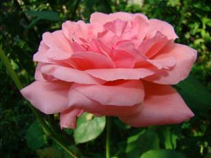 Картинка цветы розы