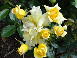 Картинка цветы розы куст