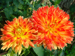 обоя георгин, цветы, георгины