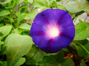 Картинка ипомея цветы вьюнки ипомеи