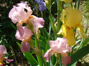 Картинка ирисы цветы