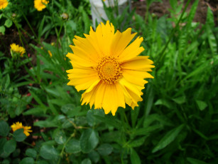 Картинка кореопсис цветы