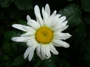 Картинка ромашка цветы ромашки