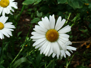 Картинка ромашка цветы ромашки