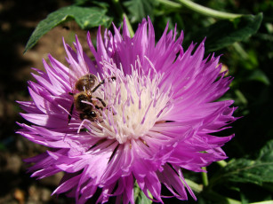 Картинка садовый василек цветы васильки