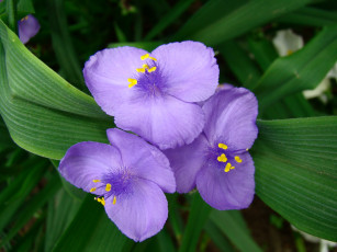 Картинка традесканция цветы традесканции