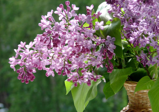 Картинка цветы сирень букет