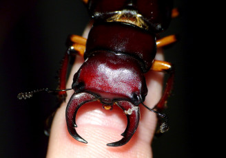 Картинка животные насекомые рога