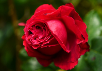 Картинка цветы розы красный