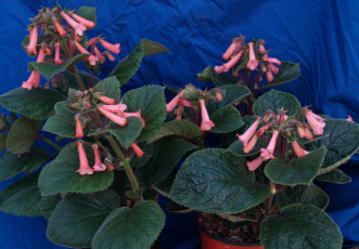 Картинка цветы глоксиния синнингия