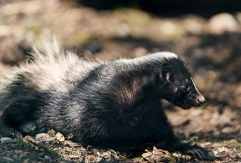 Картинка животные скунсы зверек