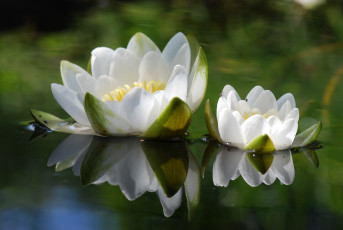 Картинка цветы лилии водяные нимфеи кувшинки отражение