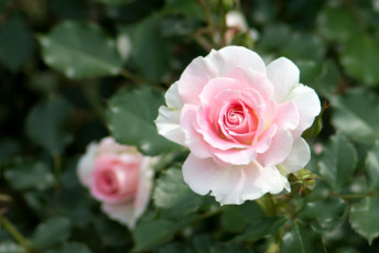 Картинка цветы розы розовый