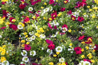 Картинка цветы разные вместе петунья лето