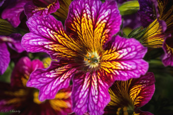 обоя цветы, сальпиглоссис, макро