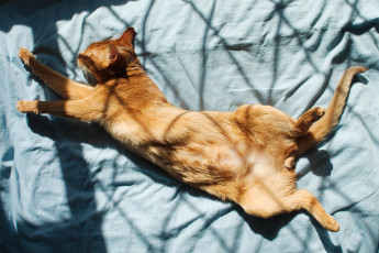 обоя животные, коты, отдых