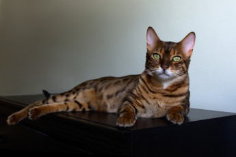 Картинка животные коты отдых бенгальский+кот