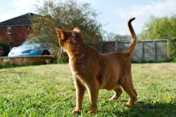 Картинка животные коты прогулка