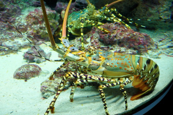 Картинка животные крабы раки лангуст