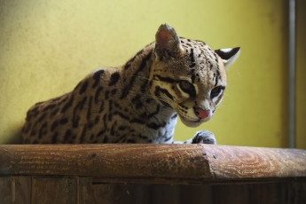 Картинка животные оцелоты пятна