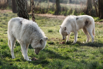 Картинка животные волки арктический волк