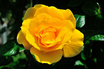 Картинка цветы розы желтый