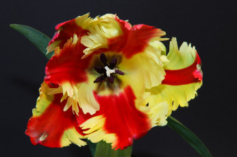 Картинка цветы тюльпаны