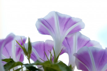 Картинка цветы вьюнки ипомеи нежность