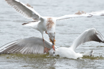 Картинка животные Чайки бакланы крачки птицы разборки