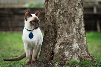 Картинка животные коты дерево