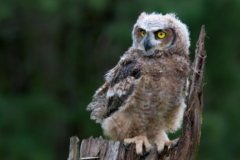 Картинка животные совы виргинский филин
