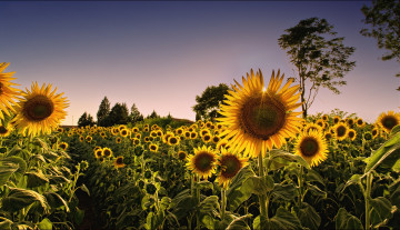 Картинка цветы подсолнухи поле свет