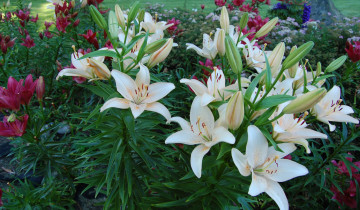 Картинка цветы лилии лилейники клумба