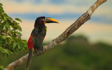 Картинка животные туканы тукан