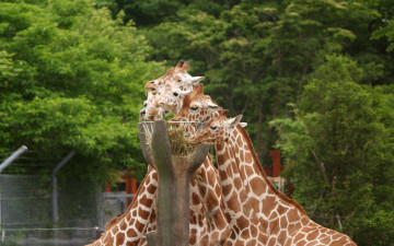 Картинка животные жирафы