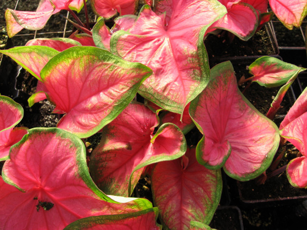 Обои картинки фото цветы, колеусы, каладиумы, каладиум