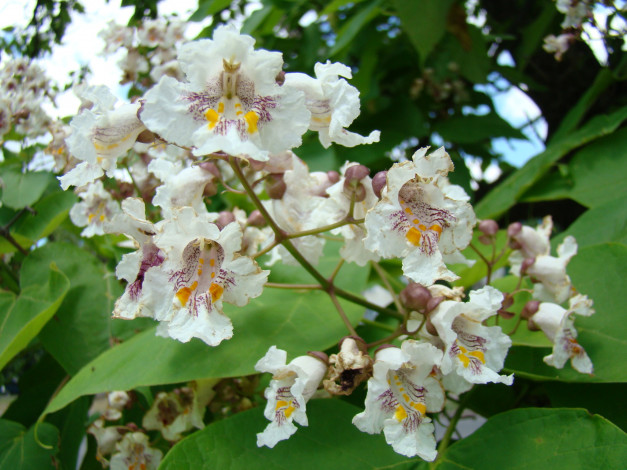 Обои картинки фото цветы, лагерстрёмия