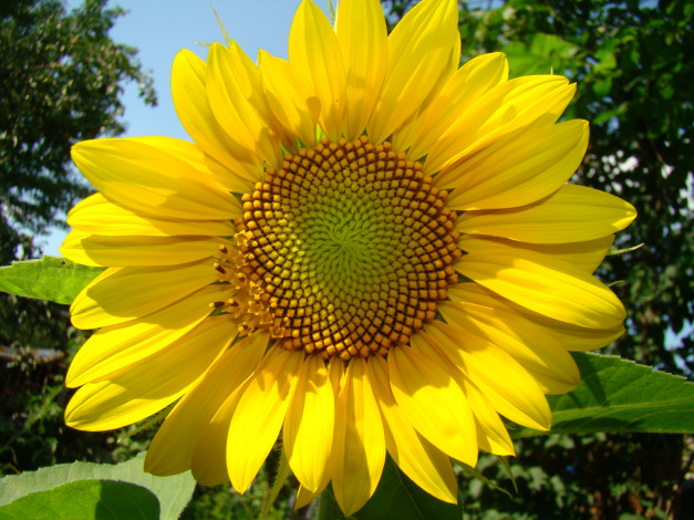 Обои картинки фото цветы, подсолнухи