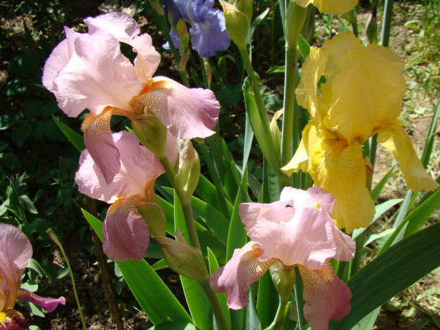 Обои картинки фото ирисы, цветы