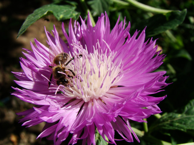 Обои картинки фото садовый, василек, цветы, васильки