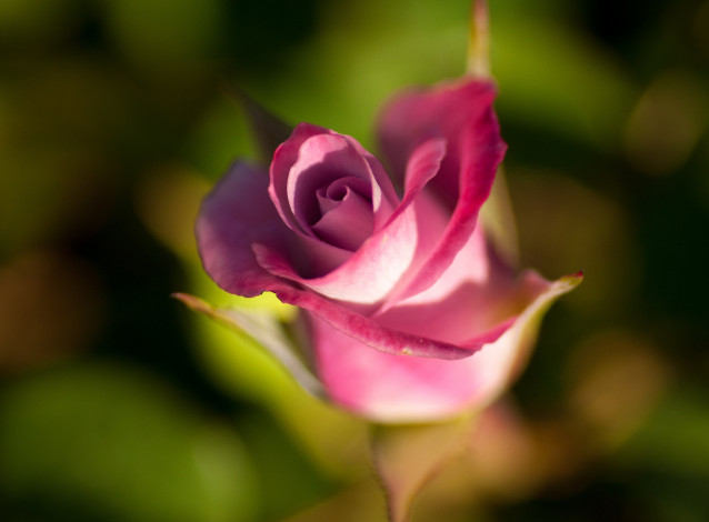 Обои картинки фото цветы, розы, бутон