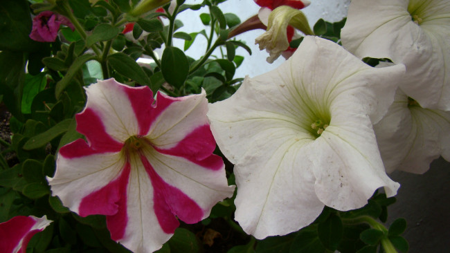 Обои картинки фото цветы, петунии, калибрахоа