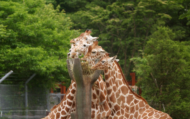 Обои картинки фото животные, жирафы