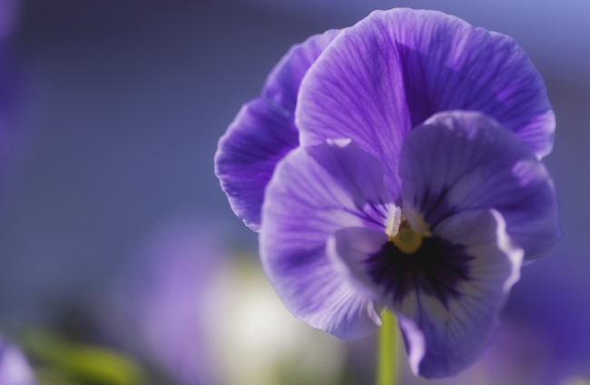 Обои картинки фото цветы, анютины, глазки, садовые, фиалки, фиолетовый